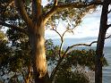 New_Zealand (811)